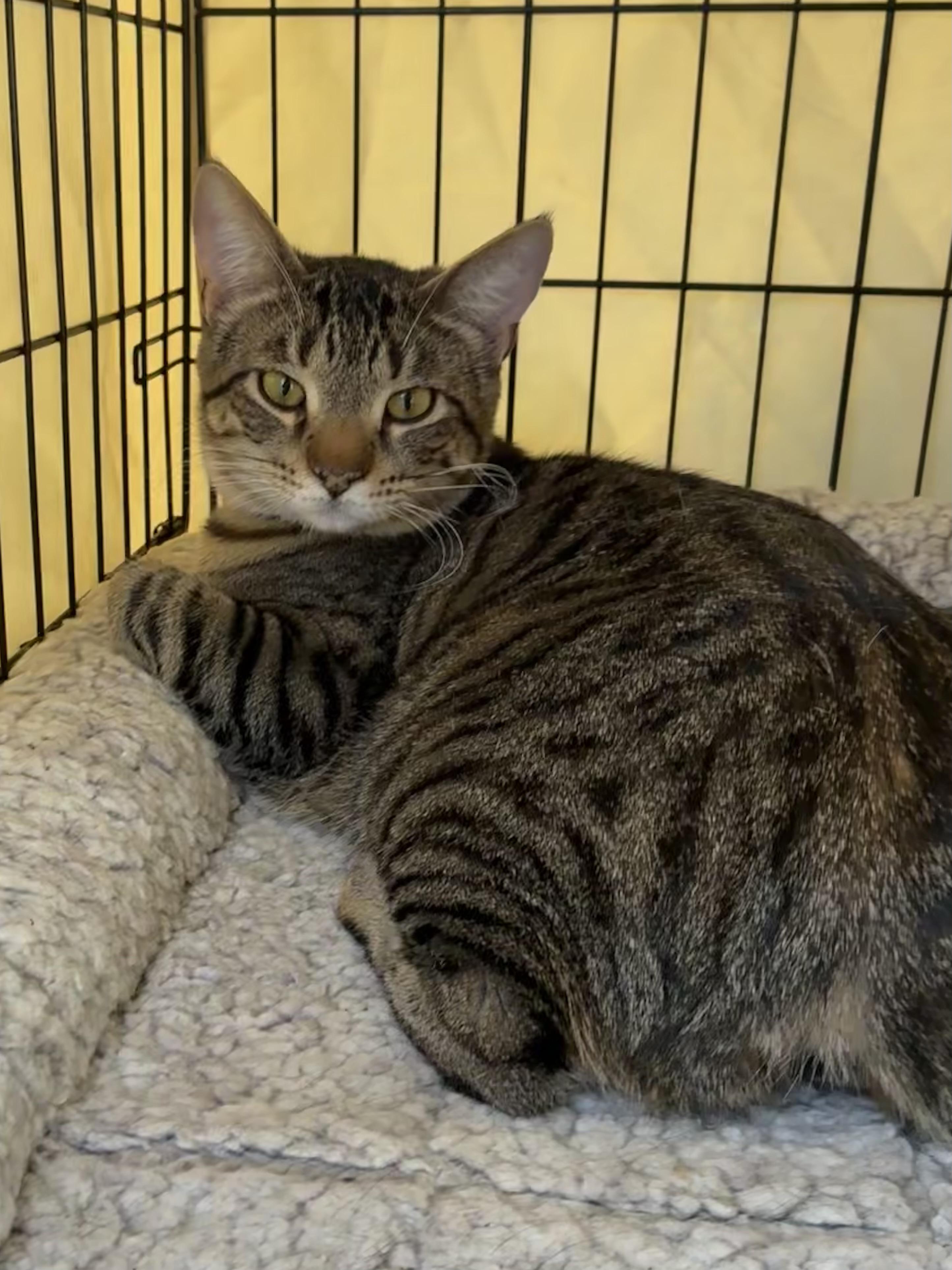 Merry, ADOPTABLE, Adult Male Domestic Short Hair.