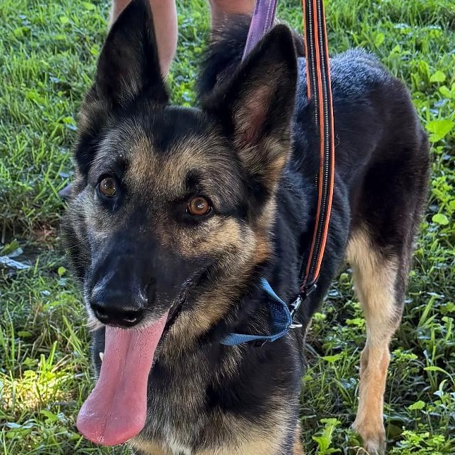 Missy, Adoptable, Adult Female German Shepherd Dog.