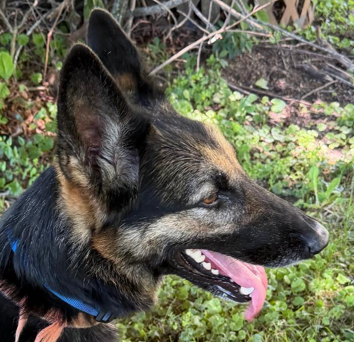 Enlarge Missy, a Adoptable German Shepherd Dog in Spencer, IN image 2/3