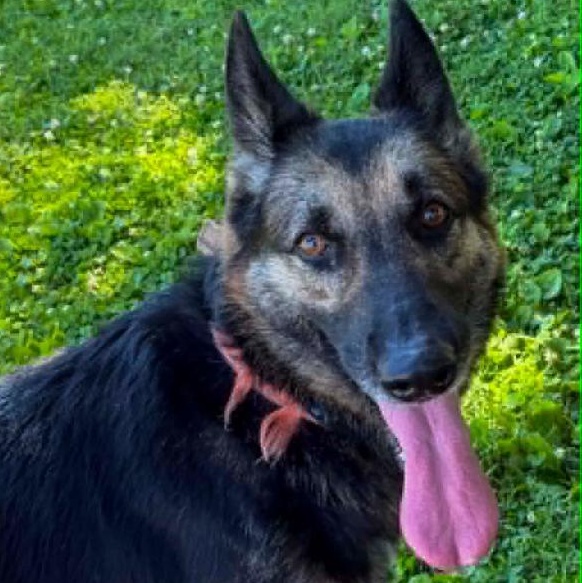 Enlarge Missy, a Adoptable German Shepherd Dog in Spencer, IN image 3/3