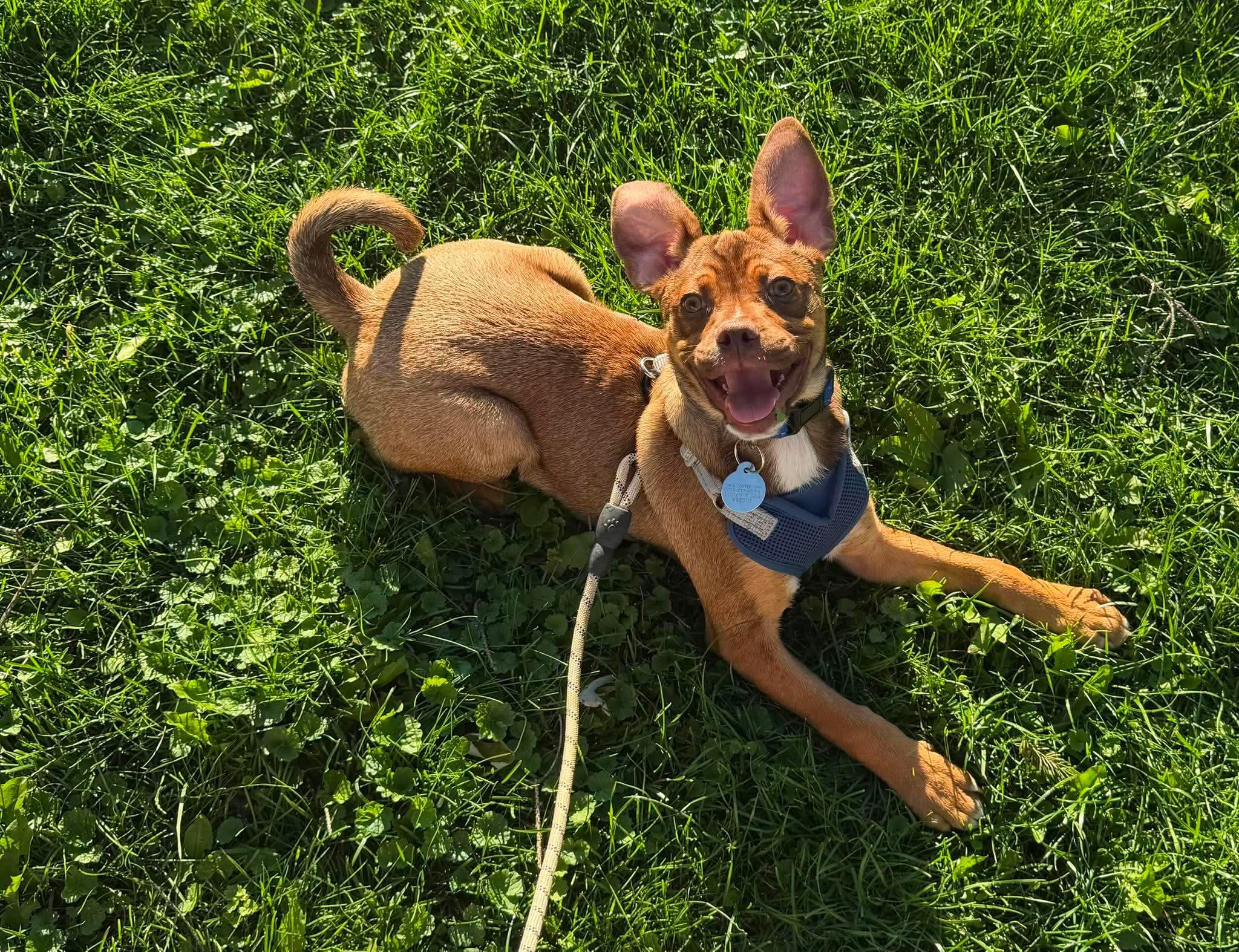 Herman, a ADOPTABLE Mixed Breed in De Pere, WI image 2/2