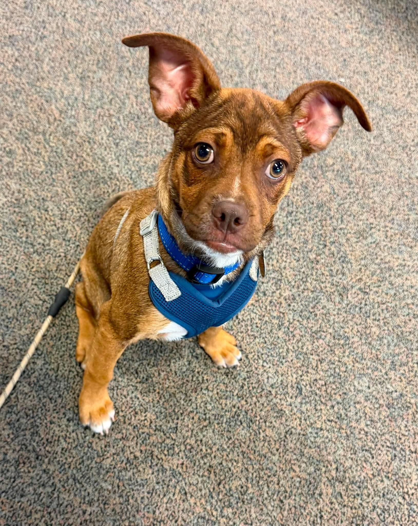 Herman, a ADOPTABLE Mixed Breed in De Pere, WI image 1/2
