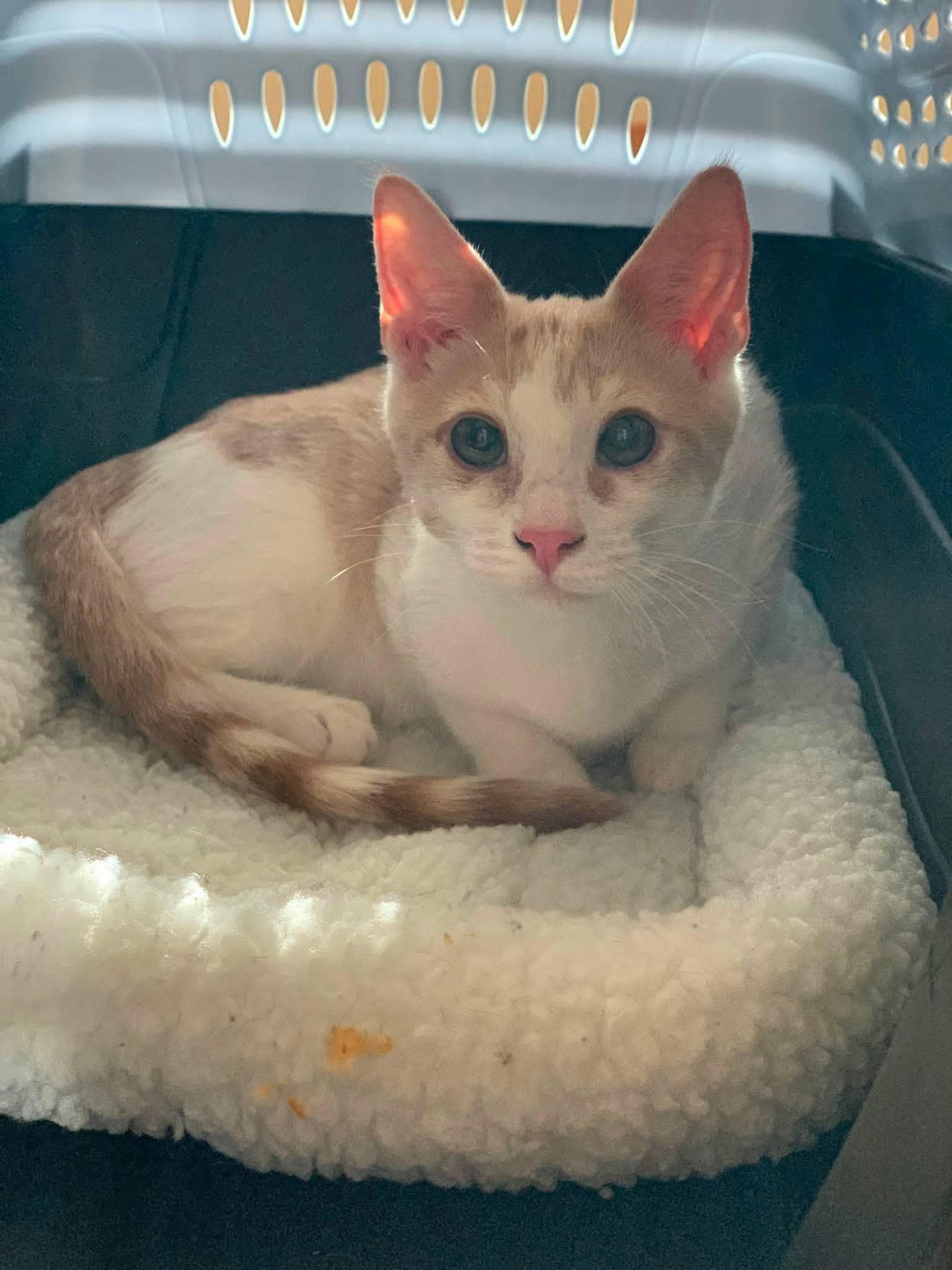 Shelby, Adoptable, Kitten Male Domestic Short Hair & Tabby.