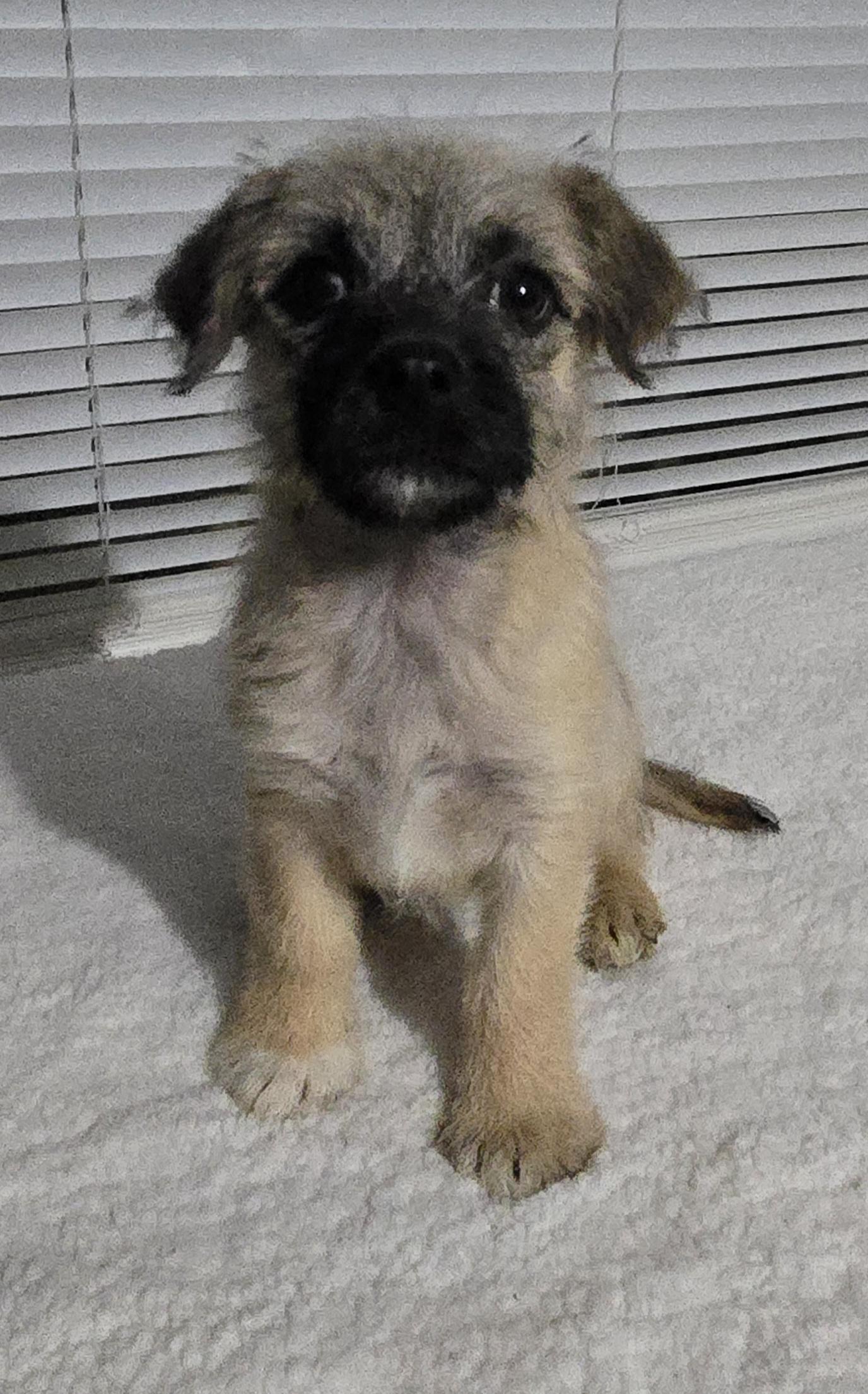 Enlarge Aly, a Adoptable mixed breed in Corpus Christi, TX image 2/2