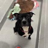 Tank, Adoptable, Young Male Mixed Breed.