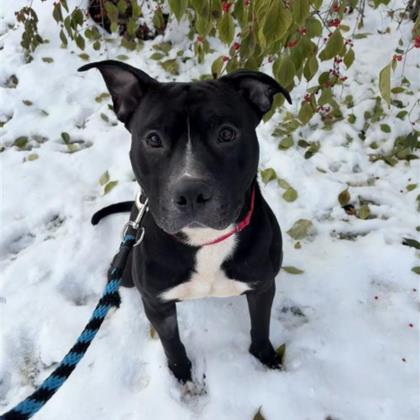 Tank, Adoptable, Young Male Mixed Breed.