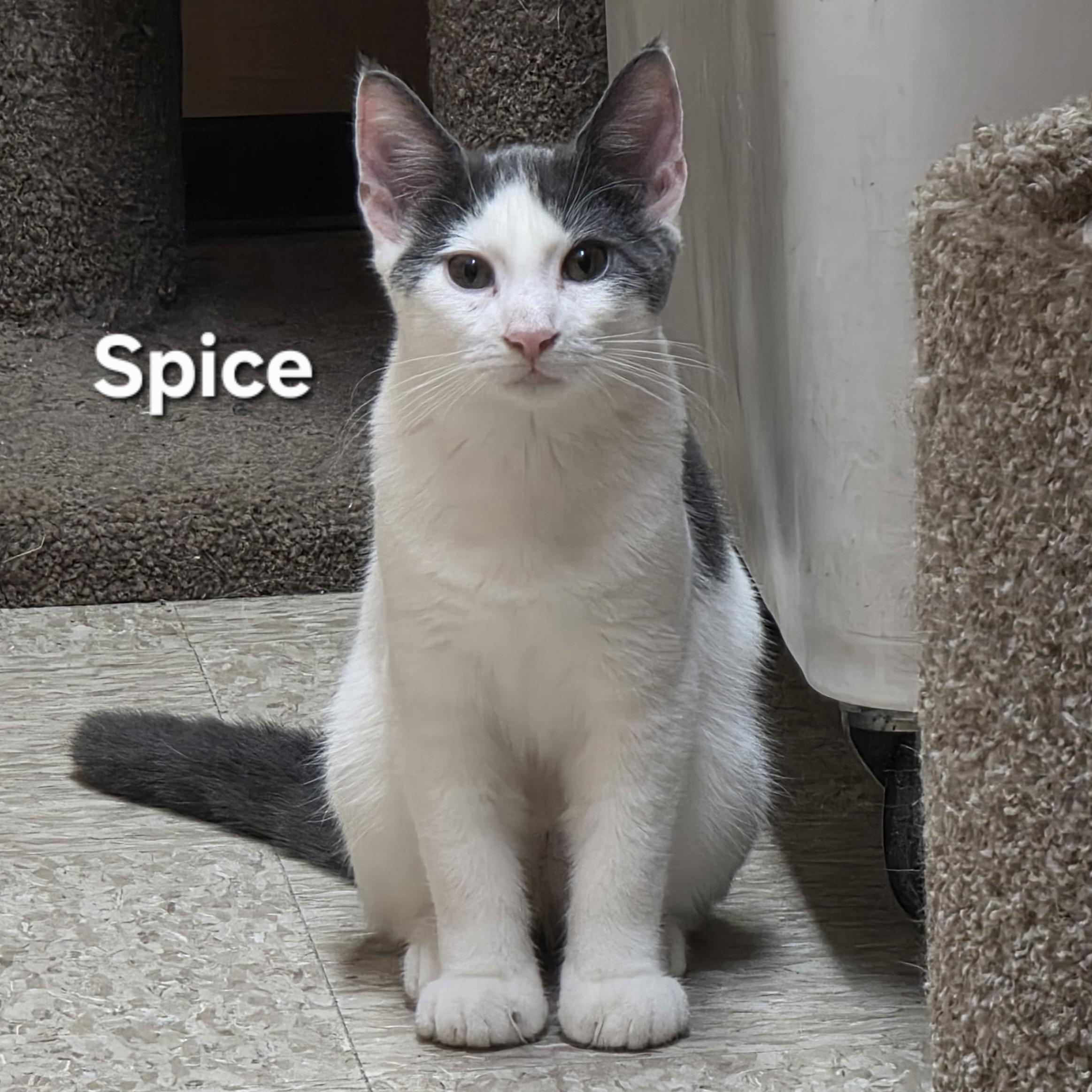 Enlarge Spice, a ADOPTABLE Domestic Short Hair in Temple, PA image 1/1