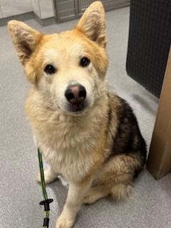 Yodel Yrly 72, Adoptable, Adult Male Husky.