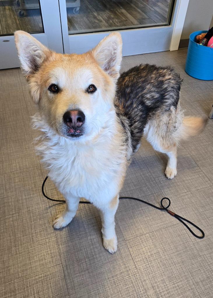 Enlarge Yodel Yrly 72, a Adoptable mixed breed in Sidney, OH image 2/4