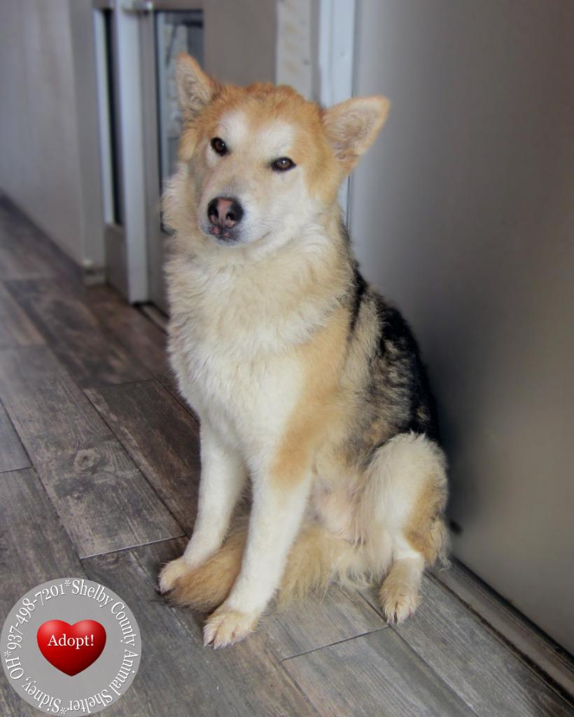 Enlarge Yodel Yrly 72, a Adoptable mixed breed in Sidney, OH image 3/4