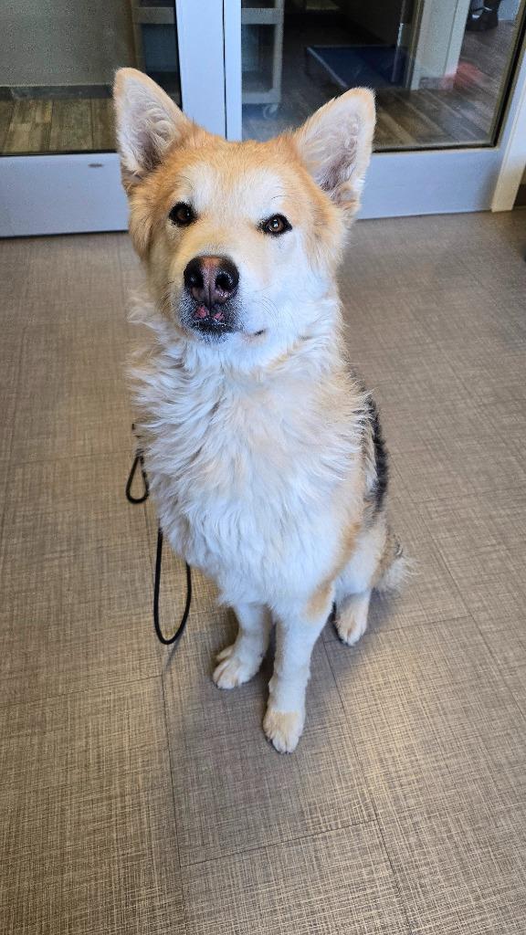 Enlarge Yodel Yrly 72, a Adoptable mixed breed in Sidney, OH image 4/4