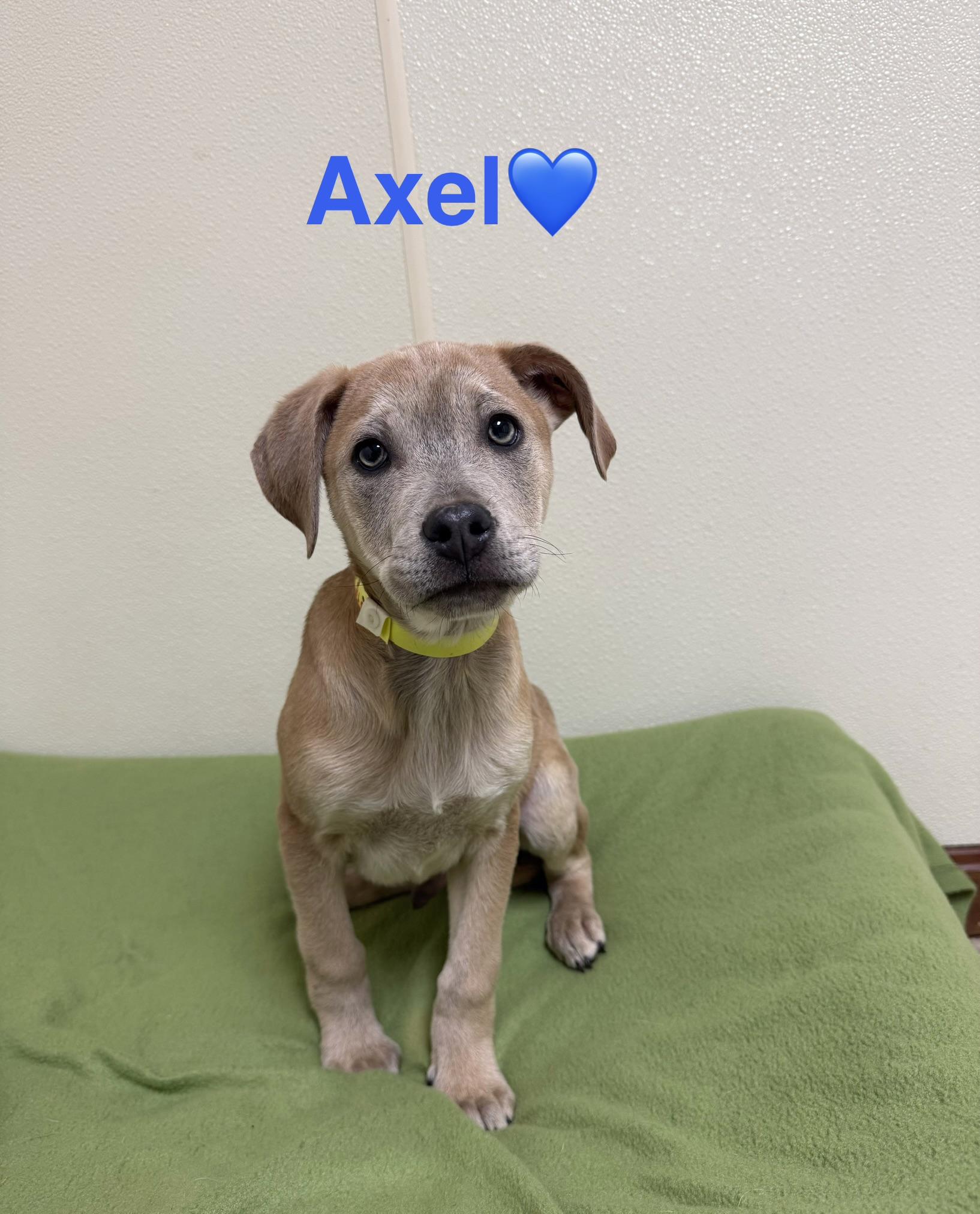 Axle, a ADOPTABLE mixed breed in Douglas, MA image 2/5