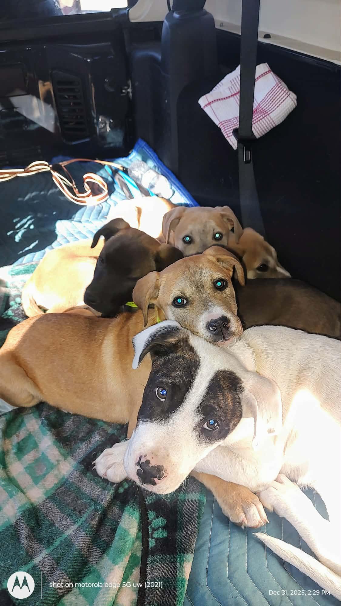 Axle, a ADOPTABLE mixed breed in Douglas, MA image 5/5