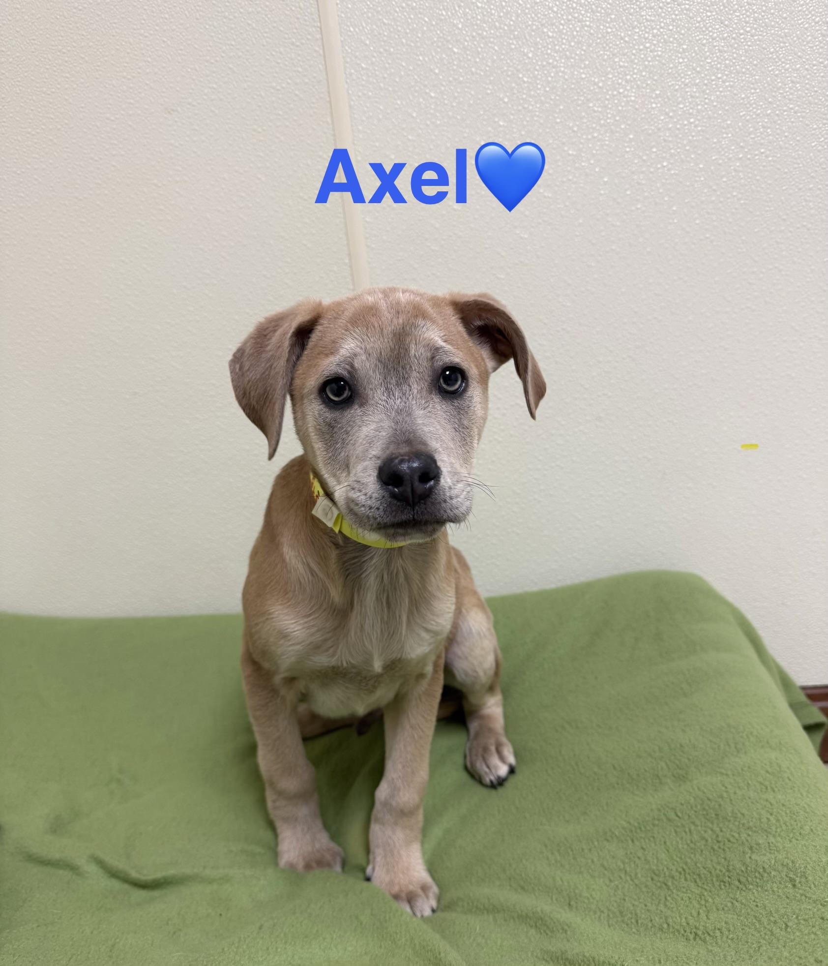 Axle, ADOPTABLE, Puppy Male Shepherd.