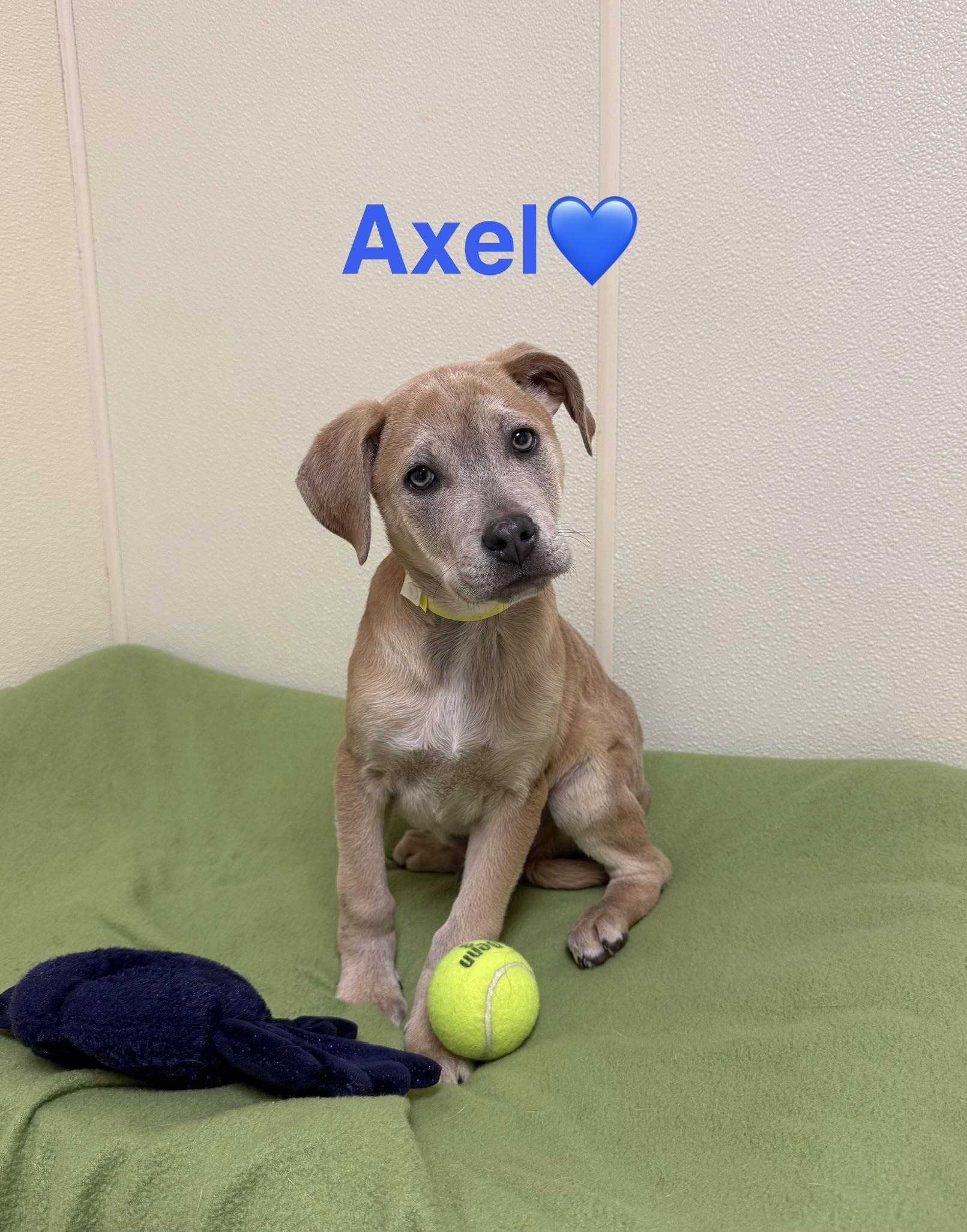 Axle, a ADOPTABLE mixed breed in Douglas, MA image 3/5
