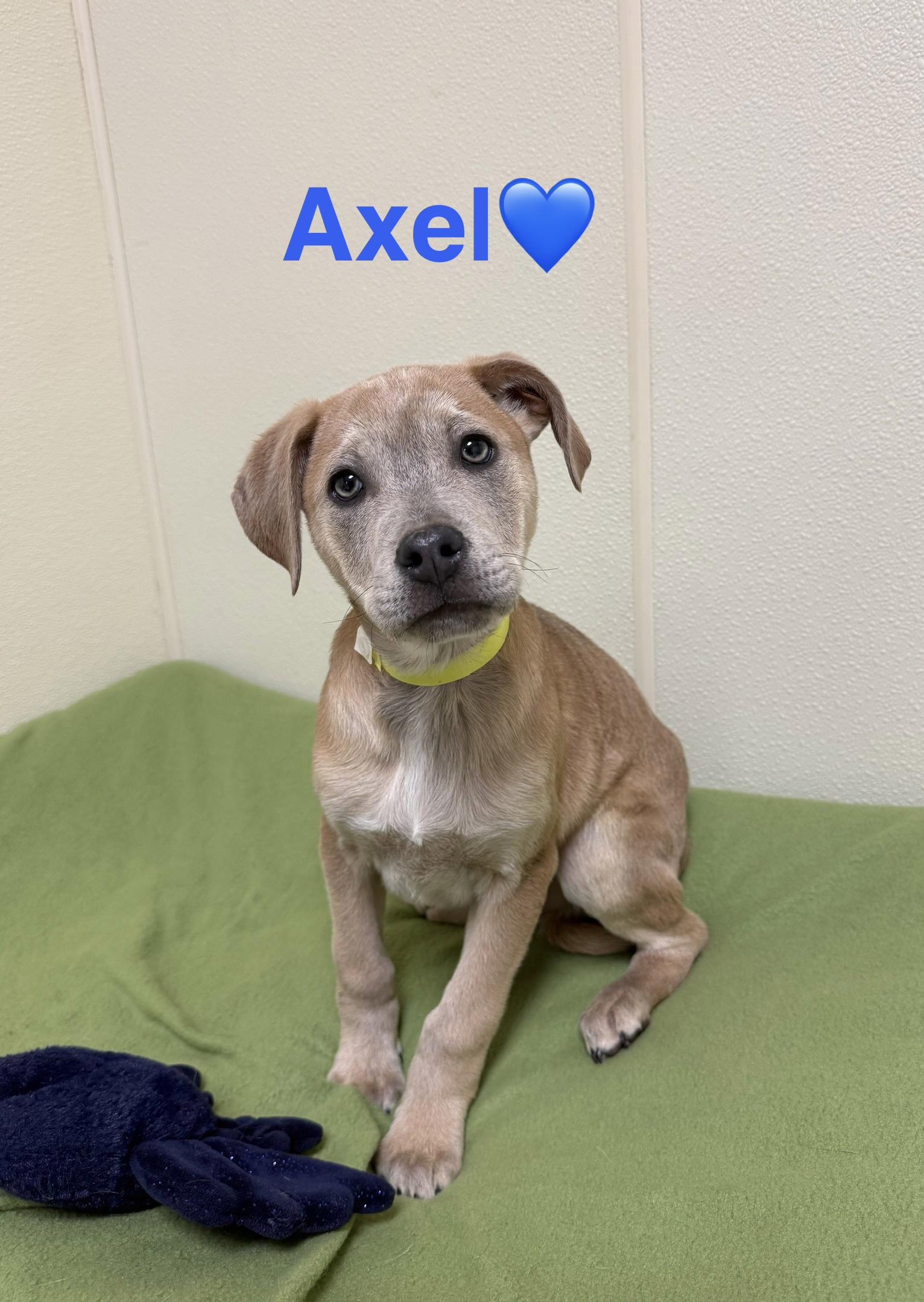 Axle, a ADOPTABLE mixed breed in Douglas, MA image 4/5