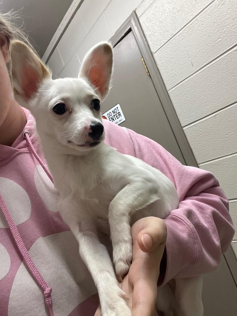 Enlarge Beans, a Adoptable Chihuahua in Murray, KY image 1/1