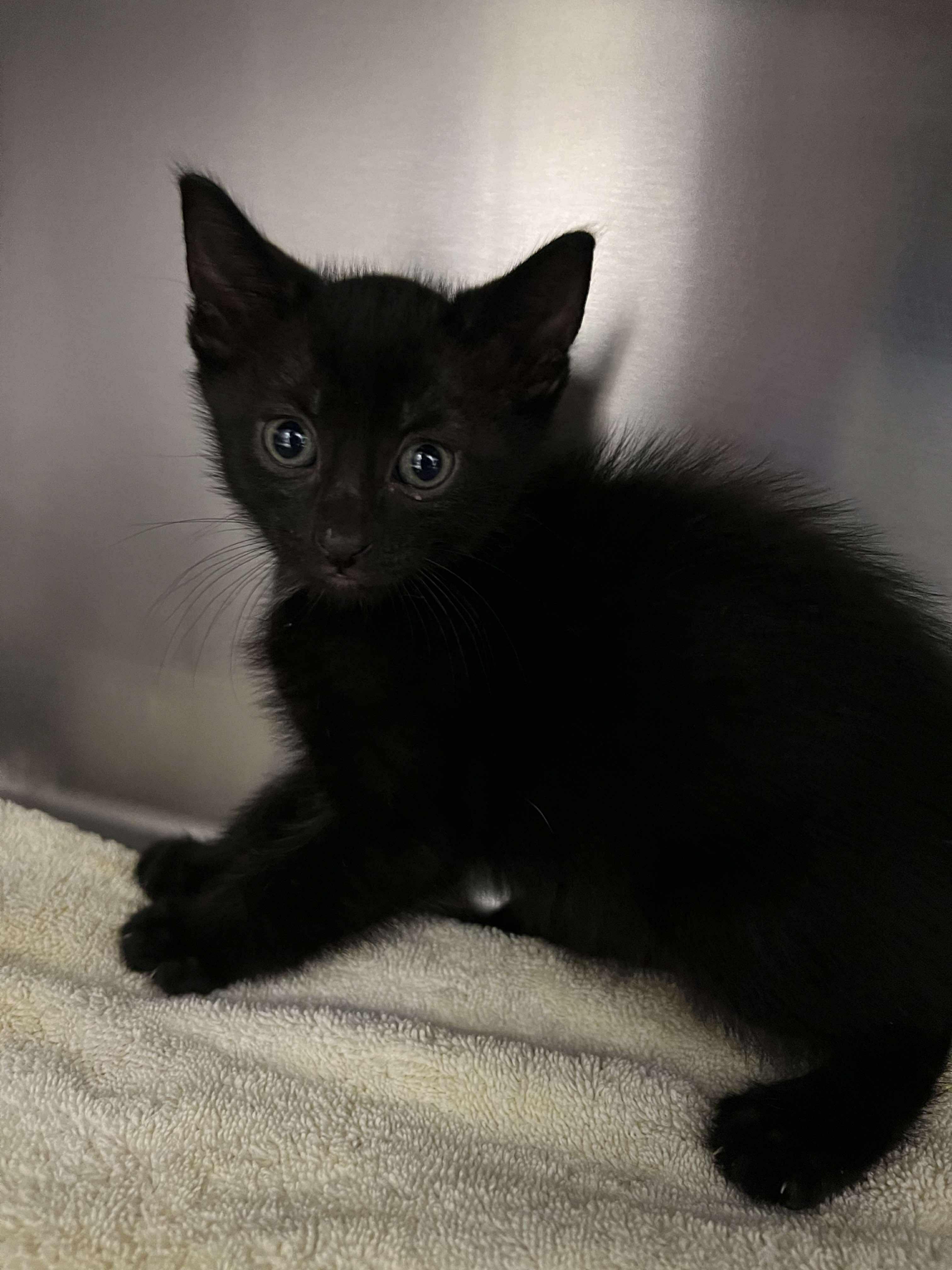 Porani, Baby Male Domestic Short Hair