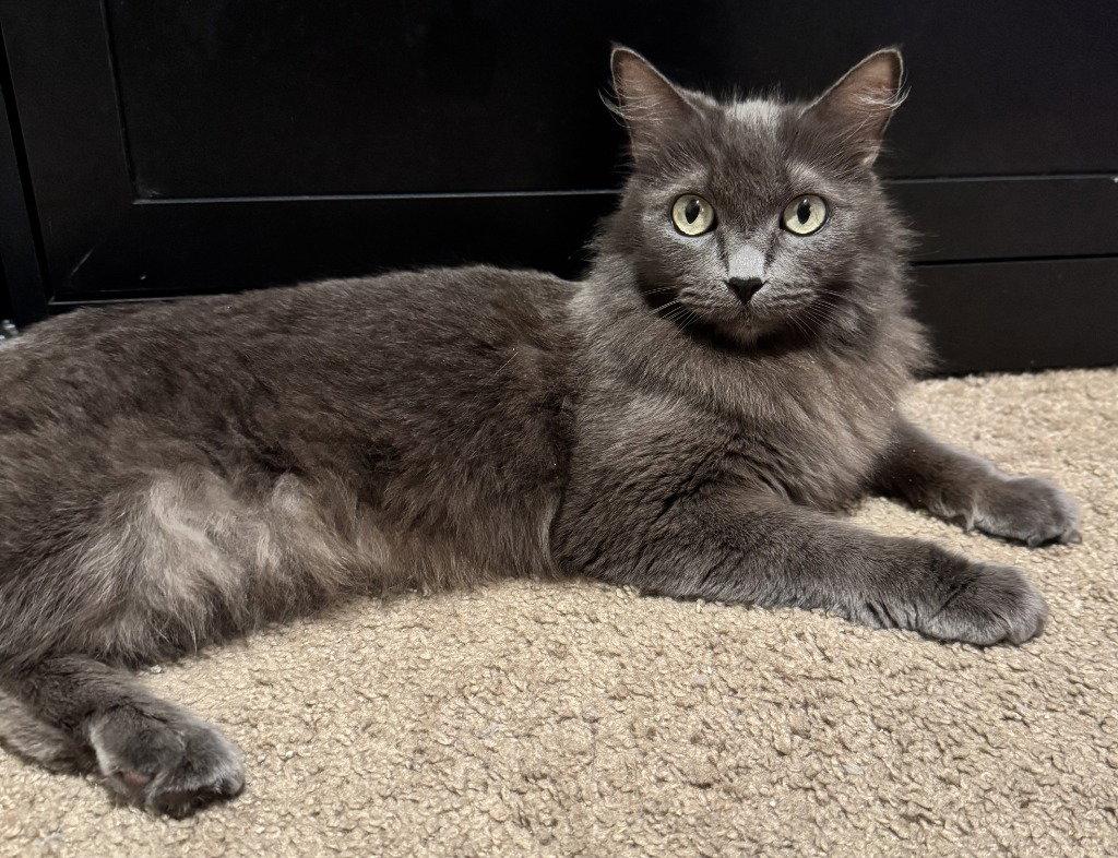 Smokey 26-05, Adoptable, Adult Female Domestic Long Hair.