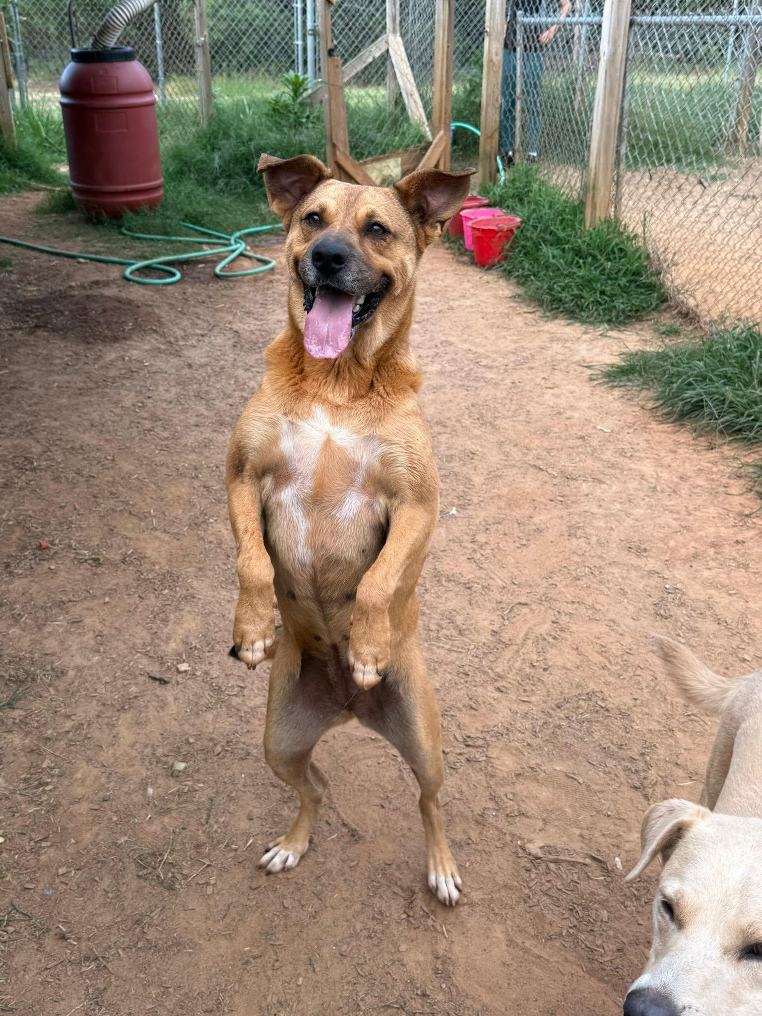 Enlarge Bella, a Adoptable mixed breed in Pembroke, MA image 2/2