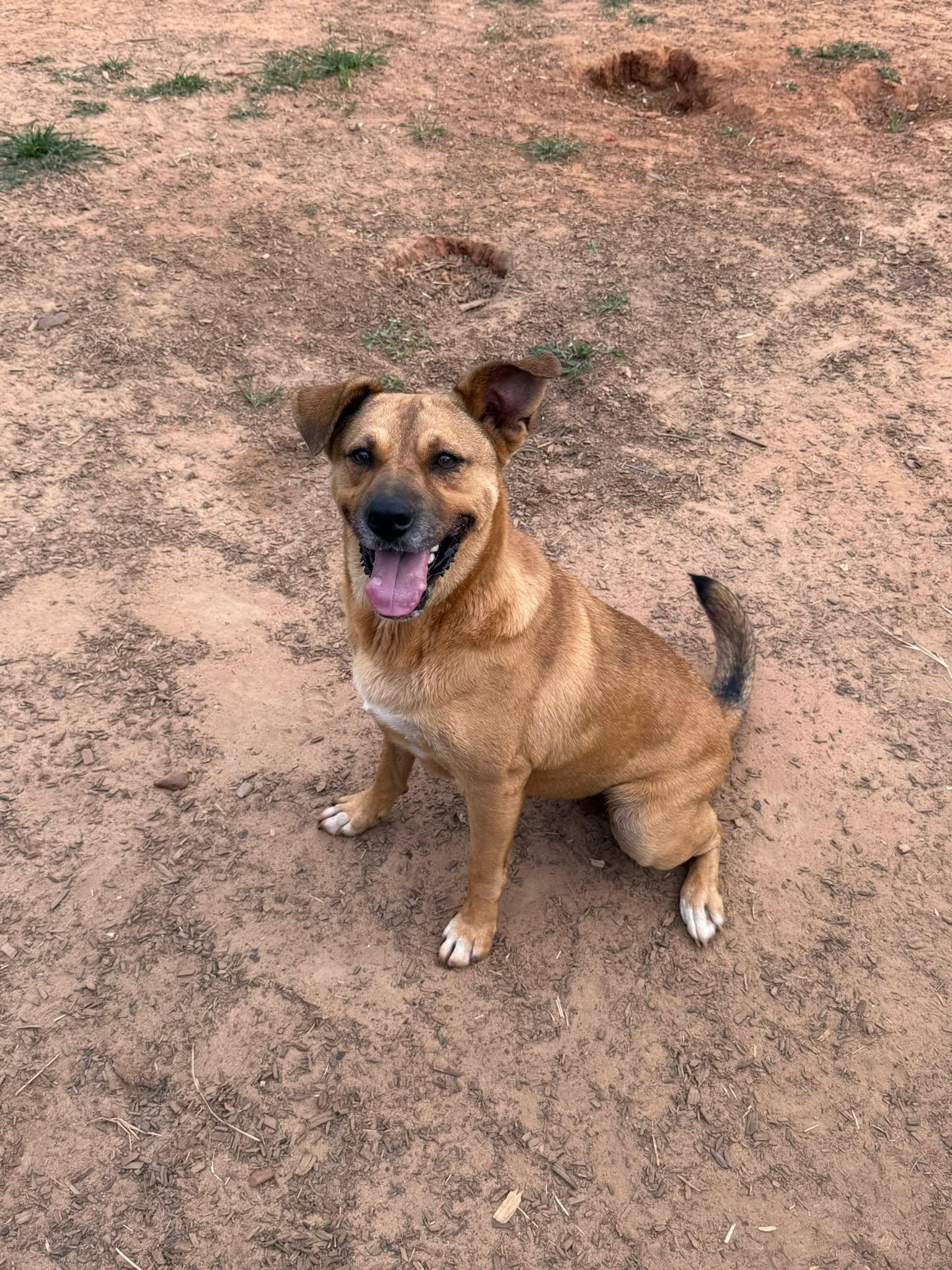 Bella, Adoptable, Young Female Labrador Retriever.