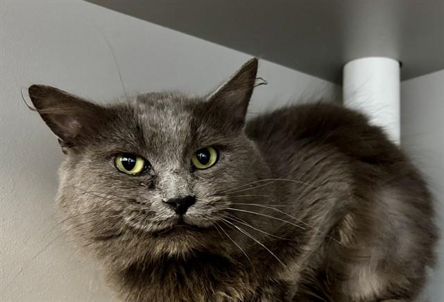 Enlarge SCHNITZEL, a Adoptable Domestic Medium Hair in Kalamazoo, MI image 1/1