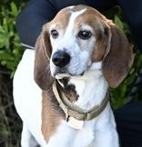 Enlarge Duke, an adopted Treeing Walker Coonhound in Florence, OR image 1/3