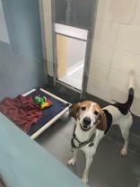Enlarge Duke, an adopted Treeing Walker Coonhound in Florence, OR image 2/3