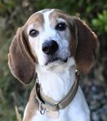 Enlarge Duke, an adopted Treeing Walker Coonhound in Florence, OR image 3/3