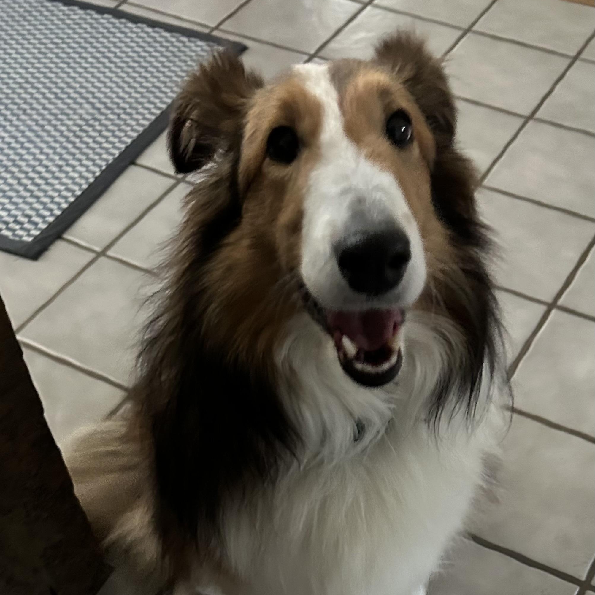 Navy, adopted, Adult Female Shetland Sheepdog / Sheltie.