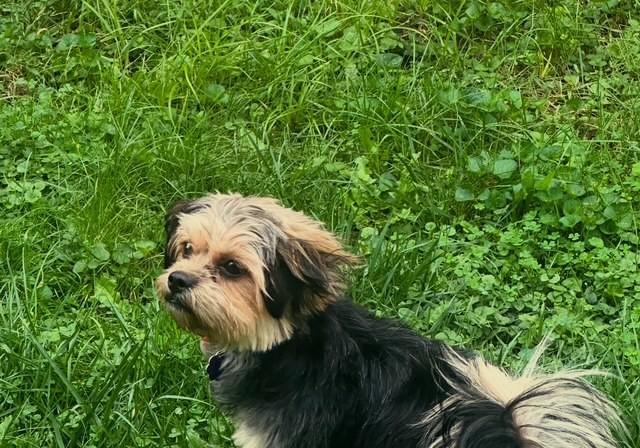 Enlarge Chance, a Adoptable mixed breed in Chatham, ON image 3/3
