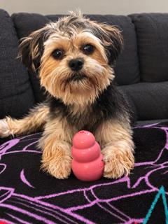 Chance, Adoptable, Young Male Yorkshire Terrier & Shih Tzu.
