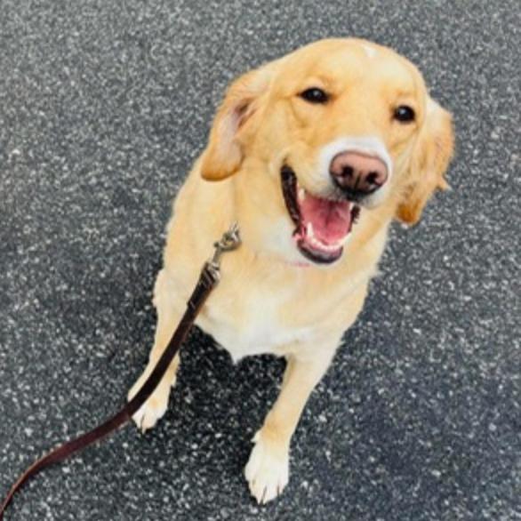 Rylie - Golden (BAS), Adoptable, Adult Female Golden Retriever & Mixed Breed.