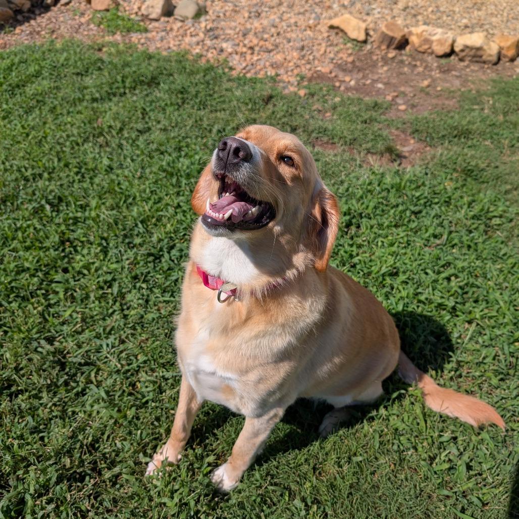 Rylie - Golden (BAS), a Adoptable mixed breed in Lenoir, NC image 2/6