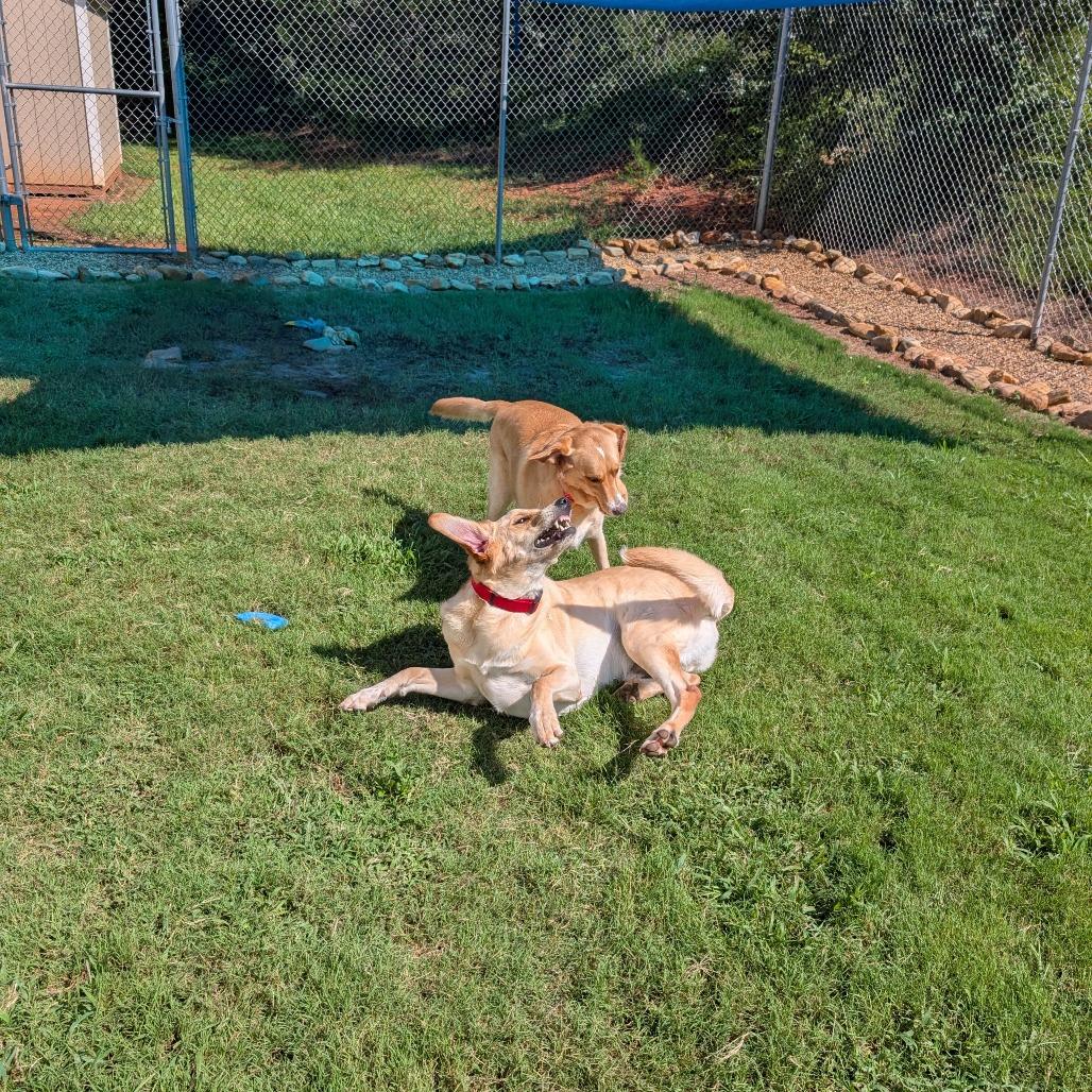 Rylie - Golden (BAS), a Adoptable mixed breed in Lenoir, NC image 3/6