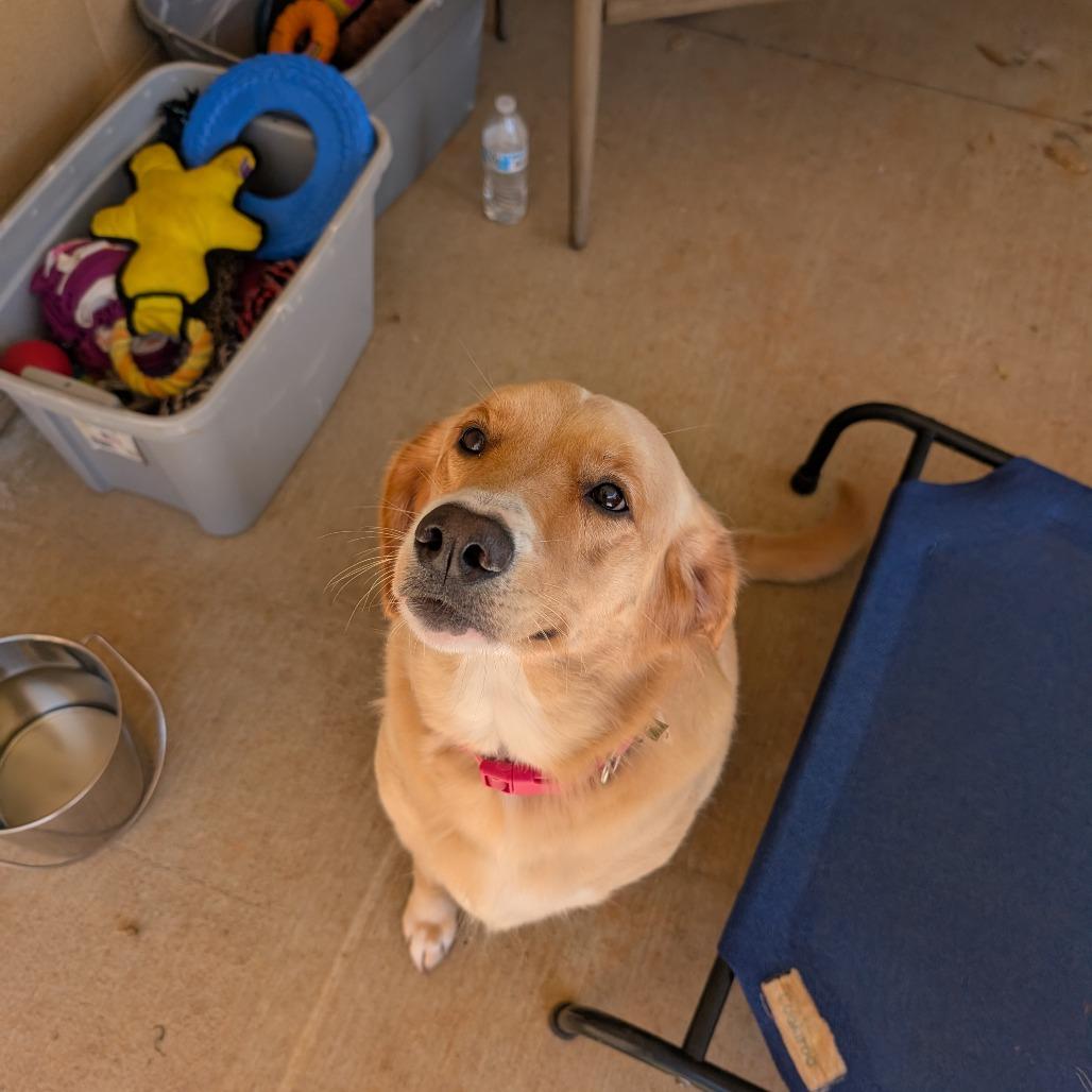 Rylie - Golden (BAS), a Adoptable mixed breed in Lenoir, NC image 4/6