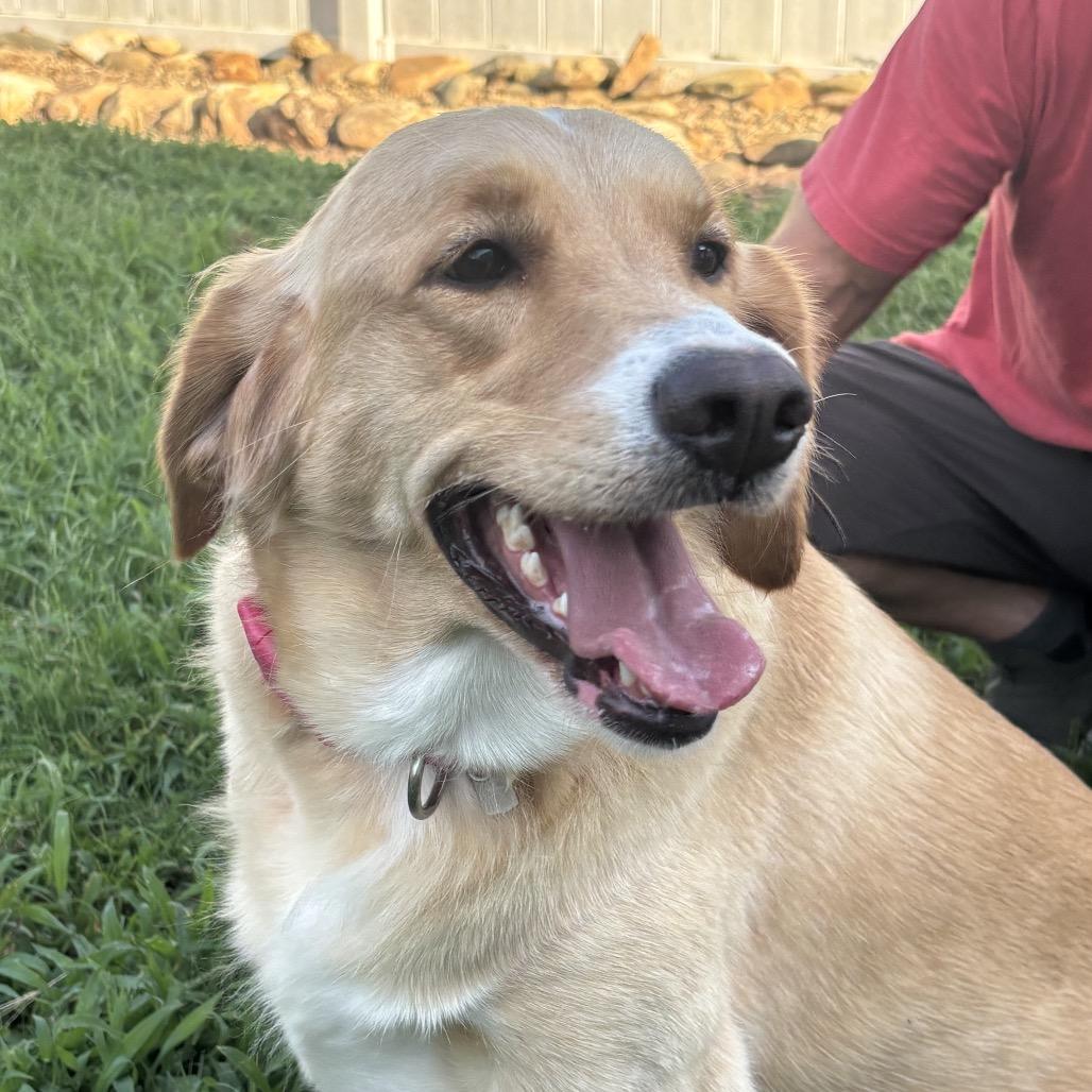 Rylie - Golden (BAS), a Adoptable mixed breed in Lenoir, NC image 5/6