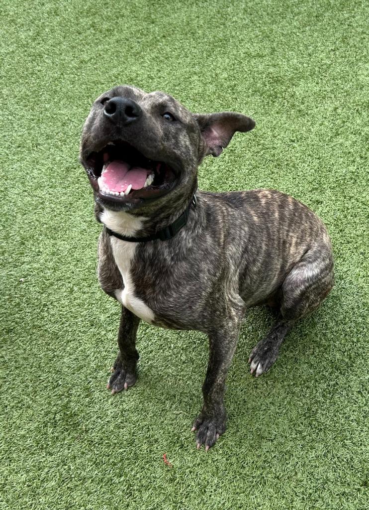 Abel, Adoptable, Adult Male American Staffordshire Terrier.