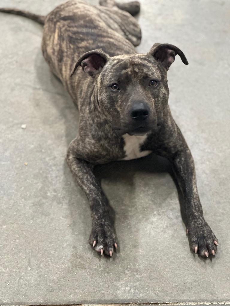 Enlarge Abel, a Adoptable American Staffordshire Terrier in Newcastle, OK image 1/4