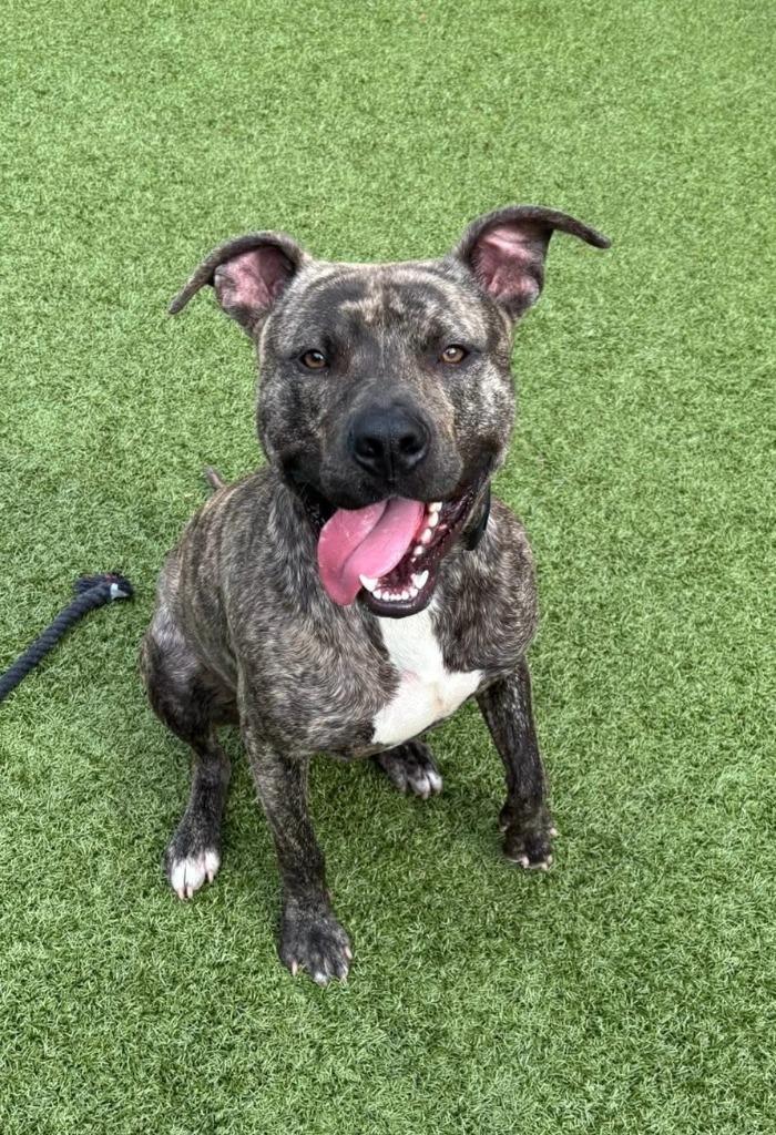 Enlarge Abel, a Adoptable American Staffordshire Terrier in Newcastle, OK image 2/4