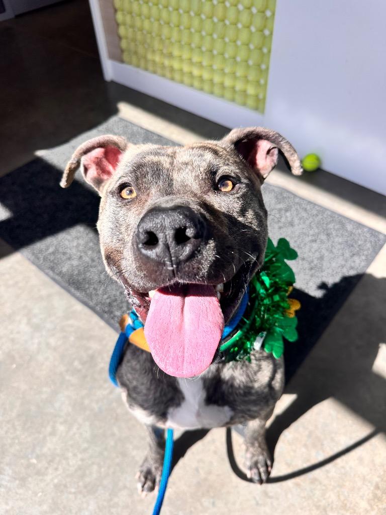 Enlarge Abel, a Adoptable American Staffordshire Terrier in Newcastle, OK image 4/4