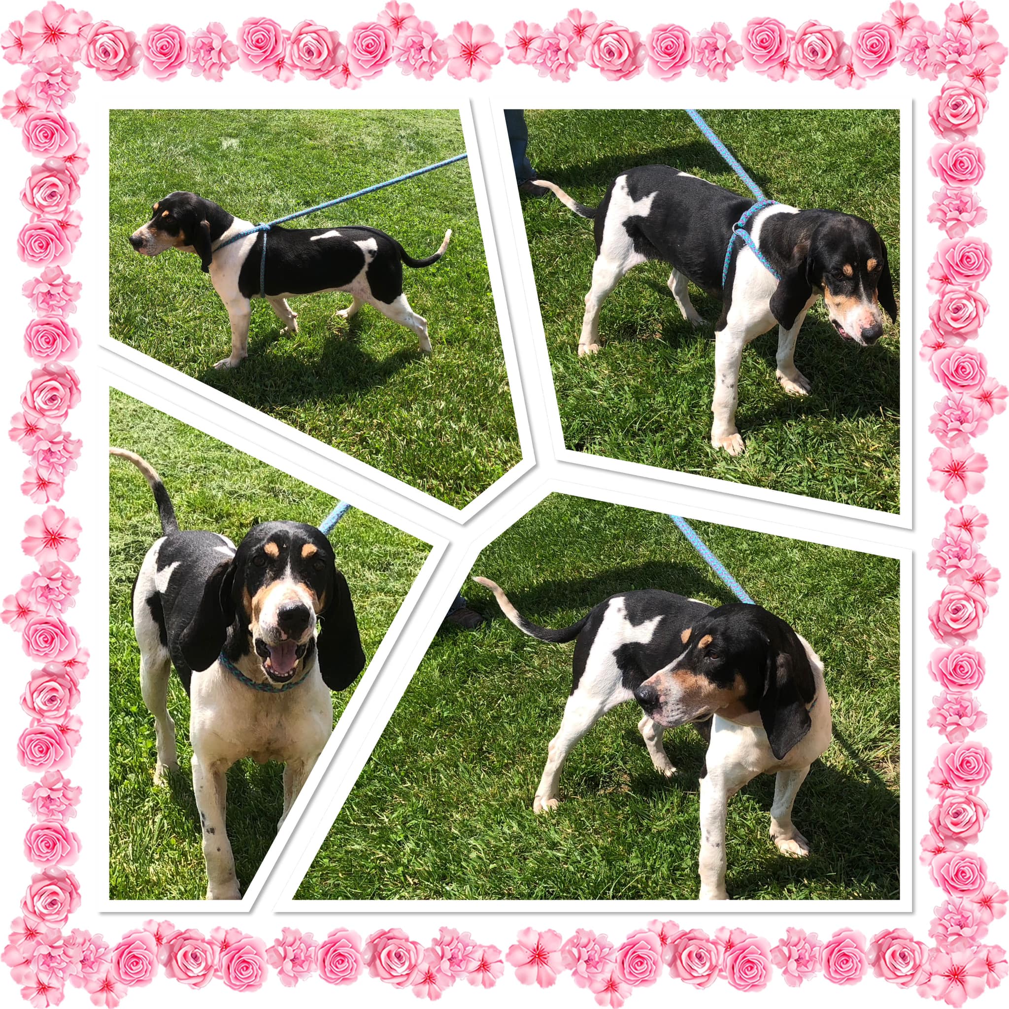 Dog for adoption SHANTELLE, a Treeing Walker Coonhound in Buckhannon, WV Petfinder