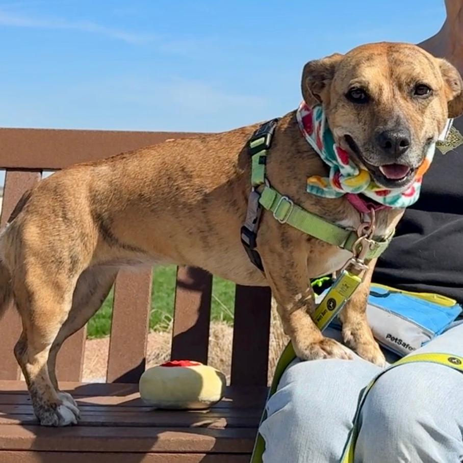 Lily, Adoptable, Adult Female Mixed Breed.