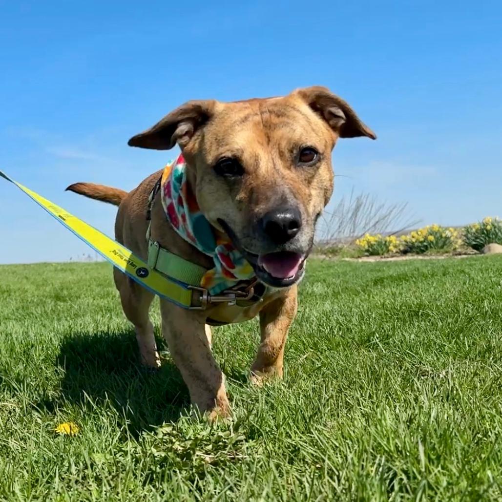 Enlarge Lily, a Adoptable Mixed Breed in Waukesha, WI image 2/6
