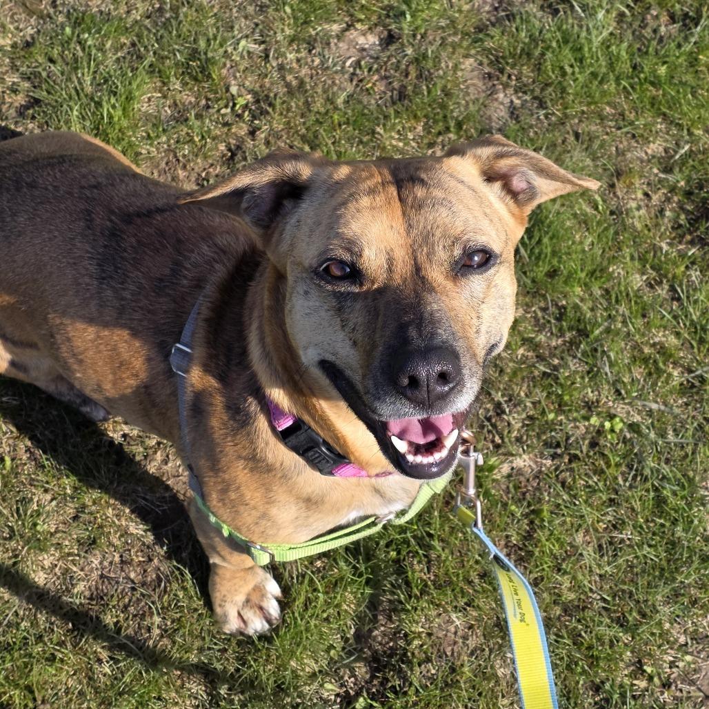 Enlarge Lily, a Adoptable Mixed Breed in Waukesha, WI image 4/6