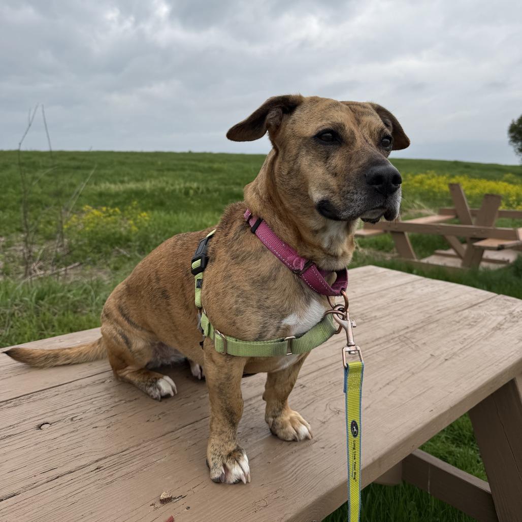 Enlarge Lily, a Adoptable Mixed Breed in Waukesha, WI image 5/6