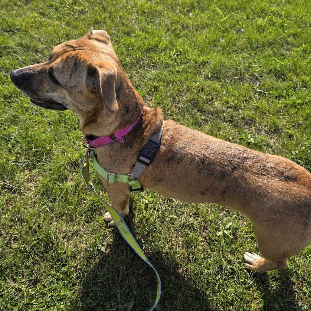 Enlarge Lily, a Adoptable Mixed Breed in Waukesha, WI image 6/6