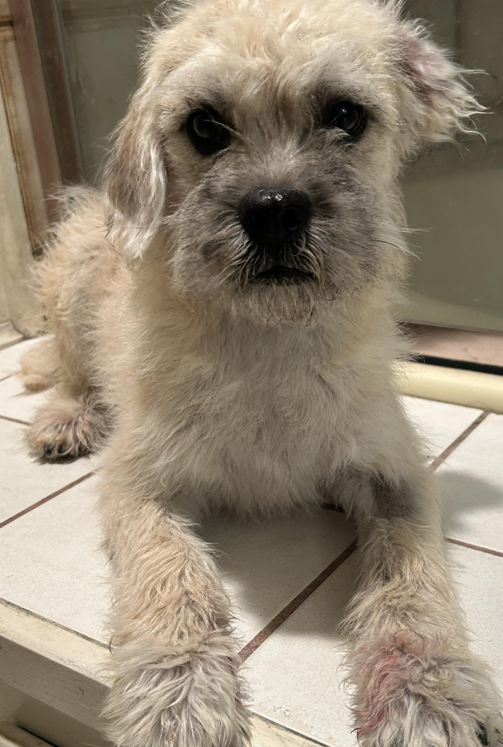 Enlarge BENTLEY , a ADOPTABLE Terrier in El Cajon, CA image 6/6