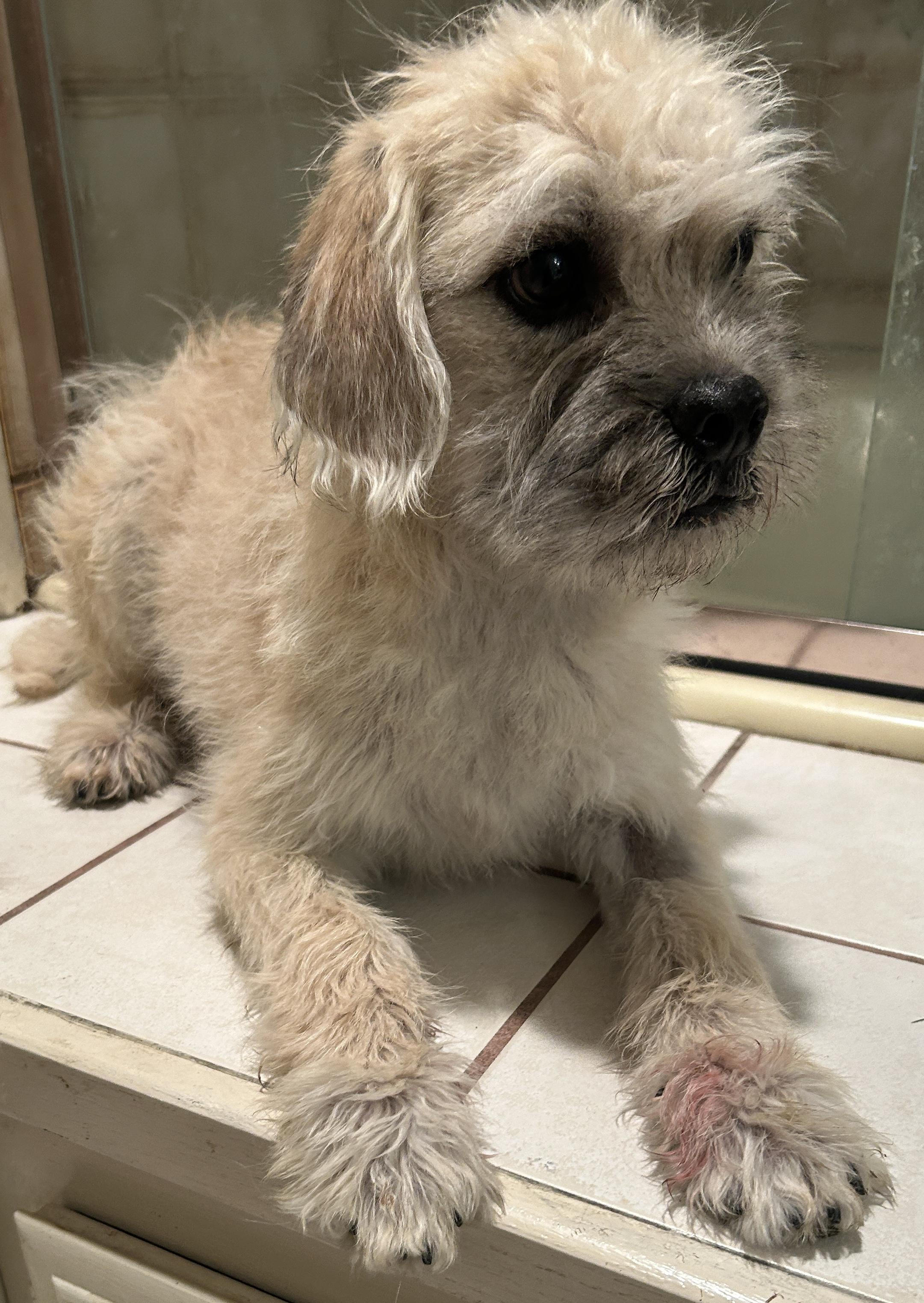 Enlarge BENTLEY , a ADOPTABLE Terrier in El Cajon, CA image 5/6