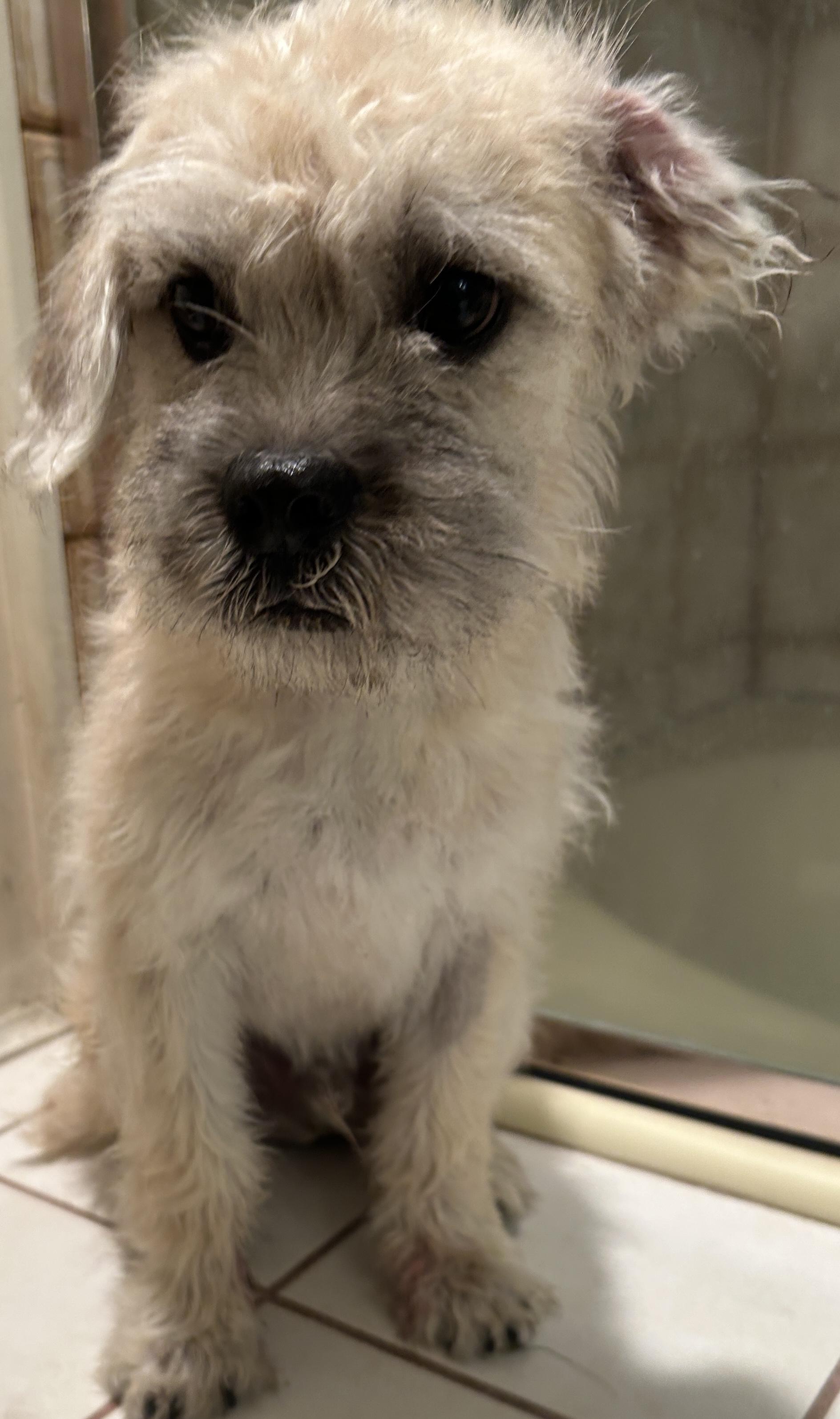 Enlarge BENTLEY , a ADOPTABLE Terrier in El Cajon, CA image 3/6